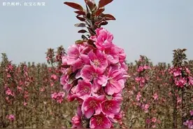 彩叶树种红宝石海棠三季观叶海棠栽培技术及其在城乡园林绿化应图片