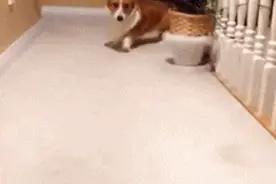 哎吆我去 每日一笑 第八篇图片