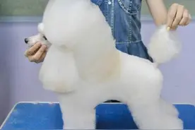 贵宾犬造型你喜欢哪些？图片