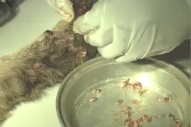 狗狗去垃圾场逛了几圈回来之后，四肢感染寄生虫，脚底成了虫窝视频封面
