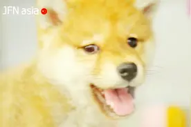 分分钟被萌一脸的柴犬君，心都要化了图片