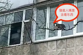 喵星人爬树引来上百民众驻足围观，它嘴里叼的东西让人为它捏把汗图片