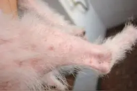 怎么处理狗狗脱毛？图片
