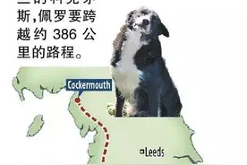 边牧：它用12天奔跑了386公里只为回到主人身边图片