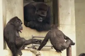 银背大猩猩的凝视着自己的孩子心想：这傻儿子还能恢复么？视频封面