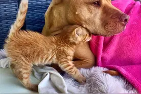 狗狗守护猫咪，就像爱自己的女儿图片