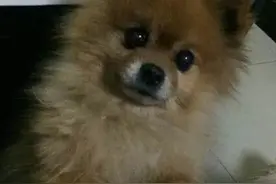 家里的狗狗离开了，我们怎么办？图片