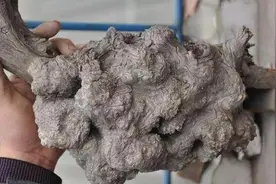 崖柏“瘿子瘤”，为啥那么牛逼？图片
