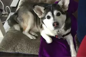 让你们见识下柯基犬的基因有多么强大图片