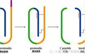 糖尿病患者为何要做胰岛素及C肽释放试验，意义何在？图片
