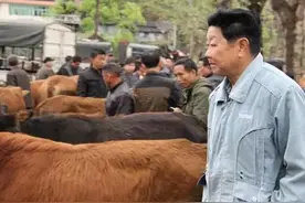 牛市“媒婆”图片