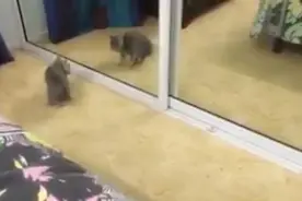 那真的是我吗？! 照镜子看到自己样子的猫咪被吓傻了!图片