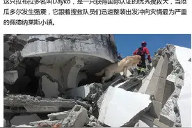 聊聊那些舍己救人的狗狗图片