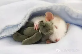 宠物鼠和它们的玩具熊图片