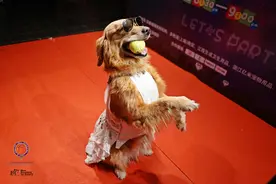 导盲犬是如何训练的？宠爱告诉您。图片