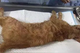 怀孕橘猫不幸被车撞死，剖腹取出小宝宝，结局让人动容图片