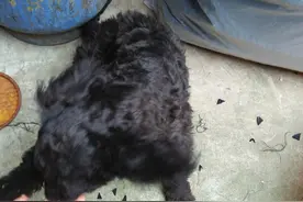 ​一只流浪狗，来到我家他就不走了，现在在我家玩好开心图片