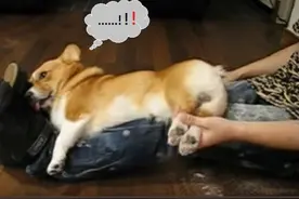 柯基犬突然意识到被主人偷剪毛，整个大爆炸，吓得主人赶紧逃图片