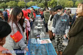 铁牛广场上，这群流浪“汪星人”找到了新家图片