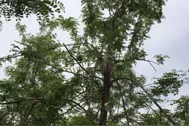 槐花飘香--“小槐树，槐又槐，槐树底下搭戏台......”图片