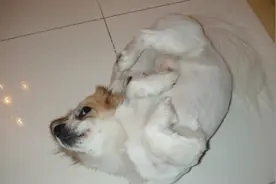 狗狗一直挠耳朵，这是我们就要注意了！图片