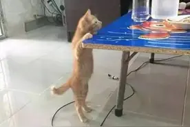 橘猫想要爬到桌子上吃主人的食物，结果桌子太滑了，然后...图片