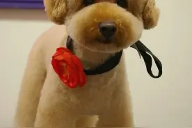 狗狗毛发染色注意事项图片
