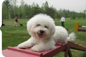 比熊犬的喂养方法图片