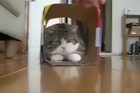 猫咪为什么喜欢钻盒子？哈哈哈，看完我明白了图片