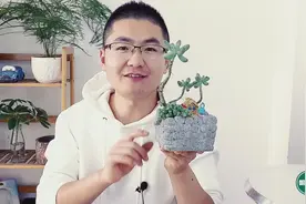 不花一分钱，自己动手制作做多肉盆景，比花钱买的还好看视频封面