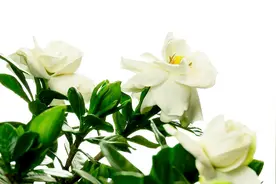 栀子花杜鹃花干叶尖有黑点黄叶，这是病，得治！