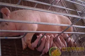 初产母猪产后咬仔 你还在灌白酒吗？图片