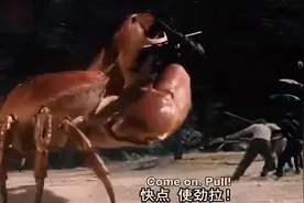 世界上最大的螃蟹，这一只螃蟹够我吃一年了！视频封面
