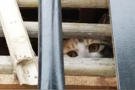 爱猫人士昨又拦截贩猫卡车 载约1000只猫 没动物检疫证图片
