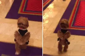 可爱!美泰迪犬直立行走萌翻酒店游客图片