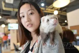 宠物貂成申城白领新萌宠 近百雪貂参加"钻管子"大比拼图片