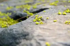  落花时节，又逢君图片