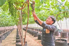 葡萄园里的“新农人”图片