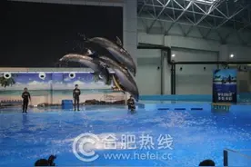 合肥海洋世界五一大动作 海豚上演水中动作新绝招图片