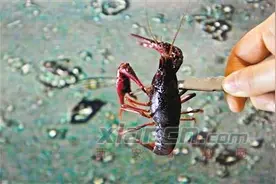 小龙虾体内真的有寄生虫吗?显微镜下能看到虫卵图片