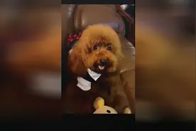 带狗狗去走玻璃栈道，泰迪吓到腿软，开国以来不是不让成精了吗视频封面
