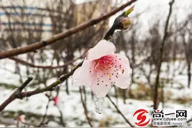 常德职业技术学院的桃花顶寒开放图片