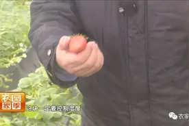 富平：大雪压塌草莓棚 农技人员忙支招图片
