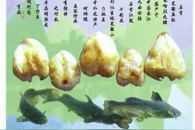 湖北石首笔架鱼肚图片