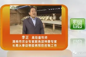 壮壮帮忙：冬季猪如何取暖图片