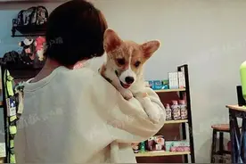 女子6楼摔死柯基犬后续！小区被“包围”，还与网友对骂……图片