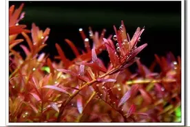 水族百科新手须知的水草基本种植法图片