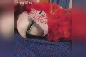 鹦鹉瘫倒卧床呻吟不断，主人非但不关心反而变本加厉视频封面