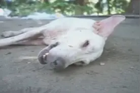 狗狗狂犬病发作了样子真的好让人心疼啊视频封面