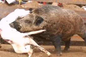 野猪克星-杜高犬！肌肉发达的南非獒犬视频封面